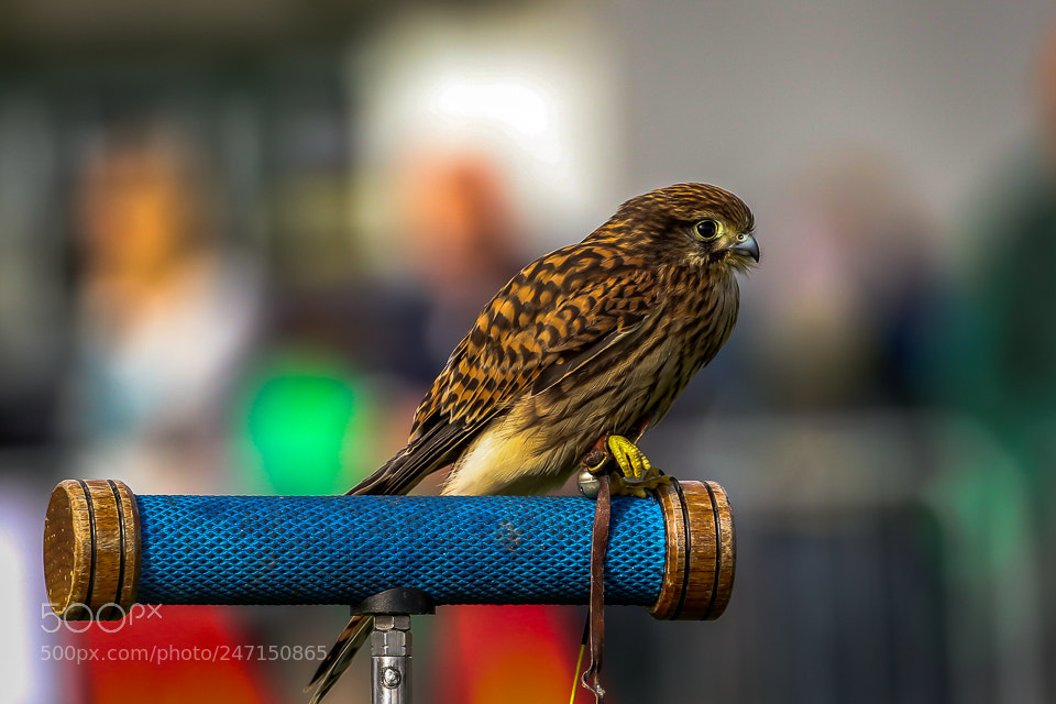 Canon EOS 7D Mark II sample photo. Bird of prey photography