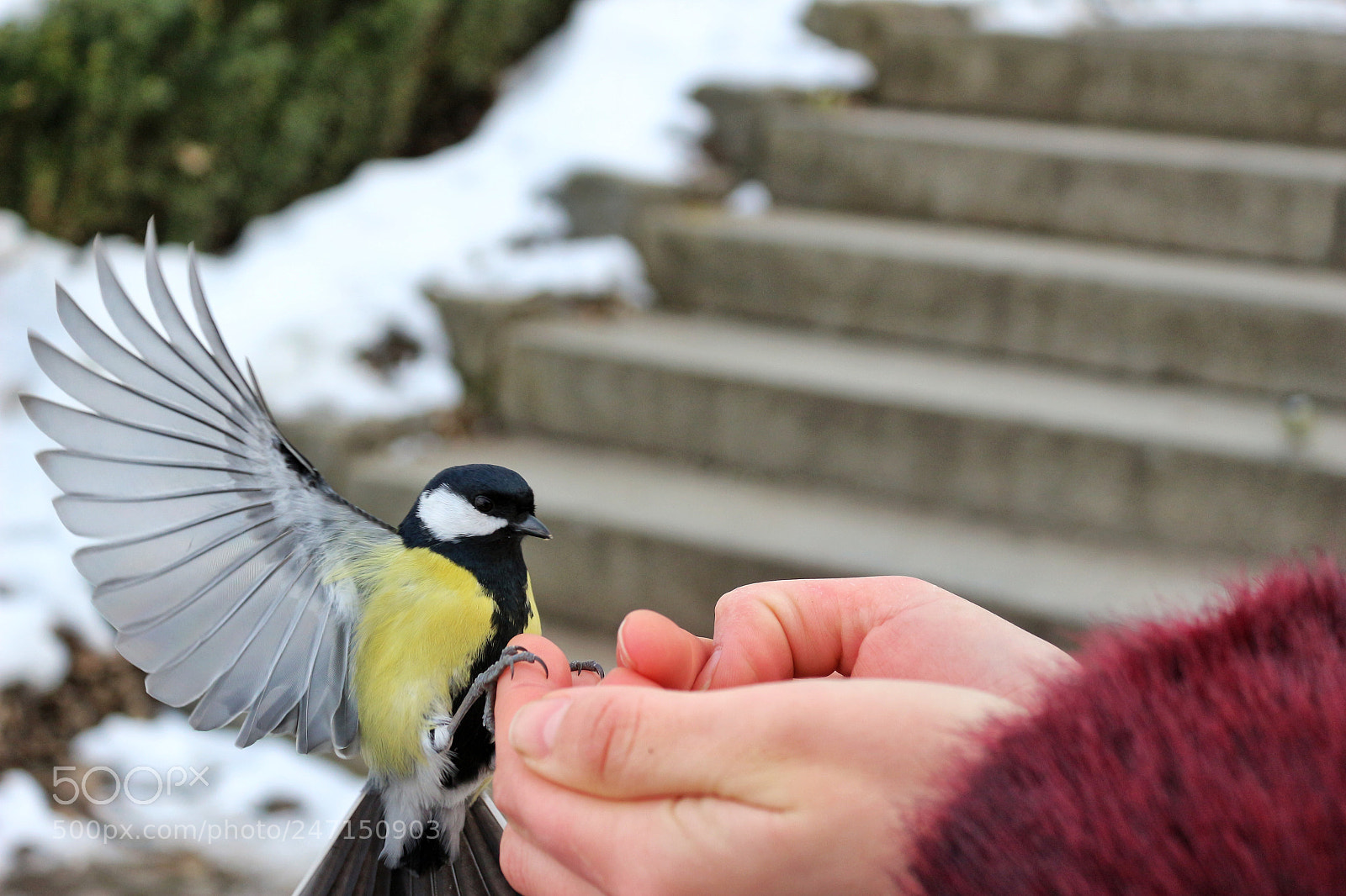Canon EOS 100D (EOS Rebel SL1 / EOS Kiss X7) sample photo. Bird photography