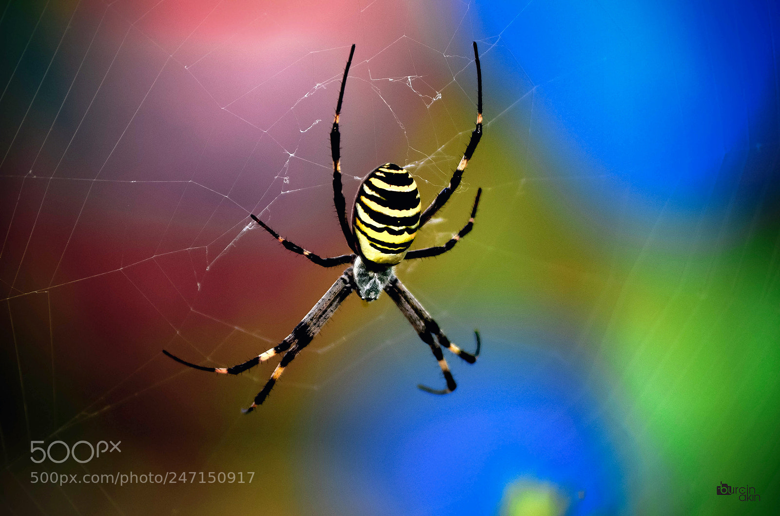 Nikon D5100 sample photo. Spider & color photography