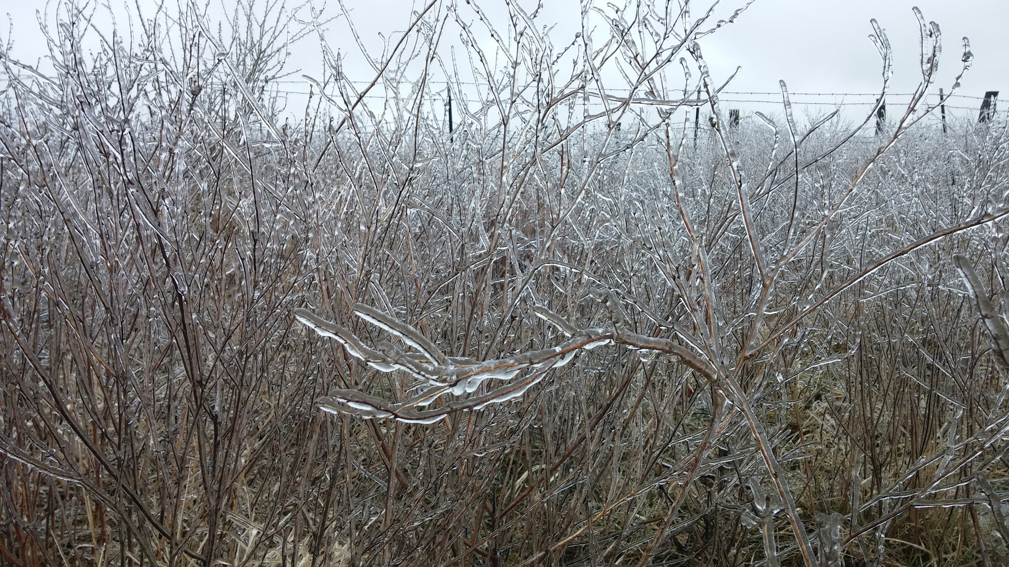 LG G2 sample photo. Iced over photography