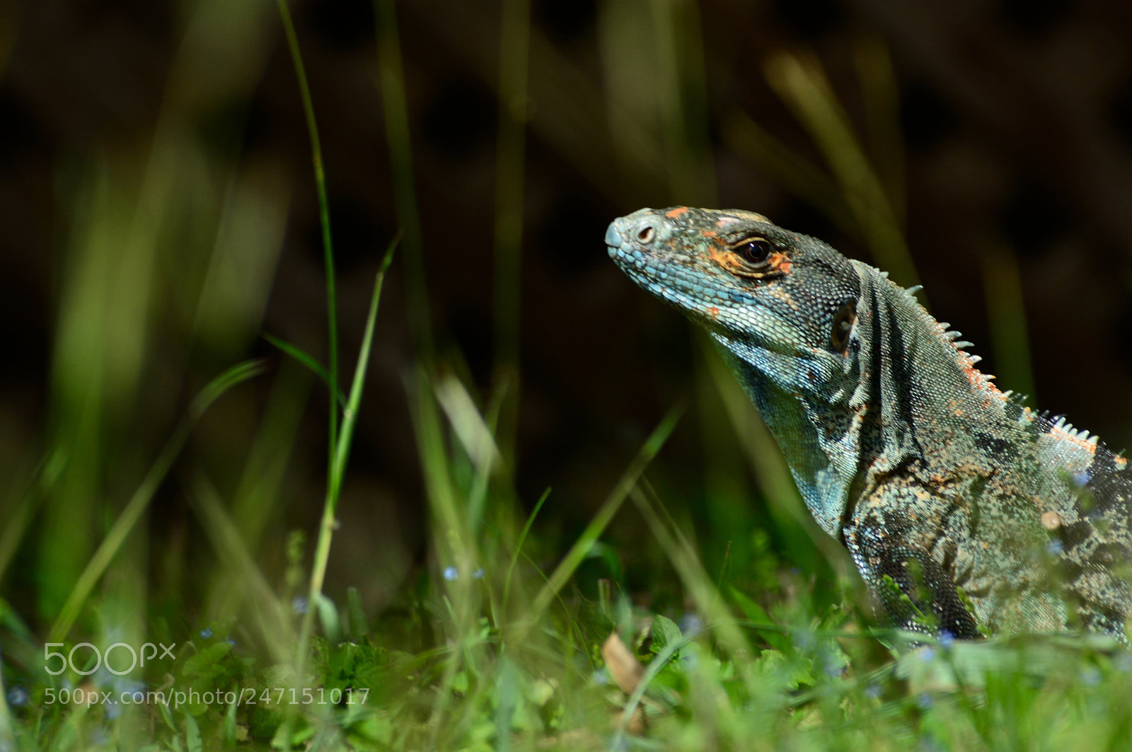 Nikon D7100 sample photo. A costa rican iguana photography