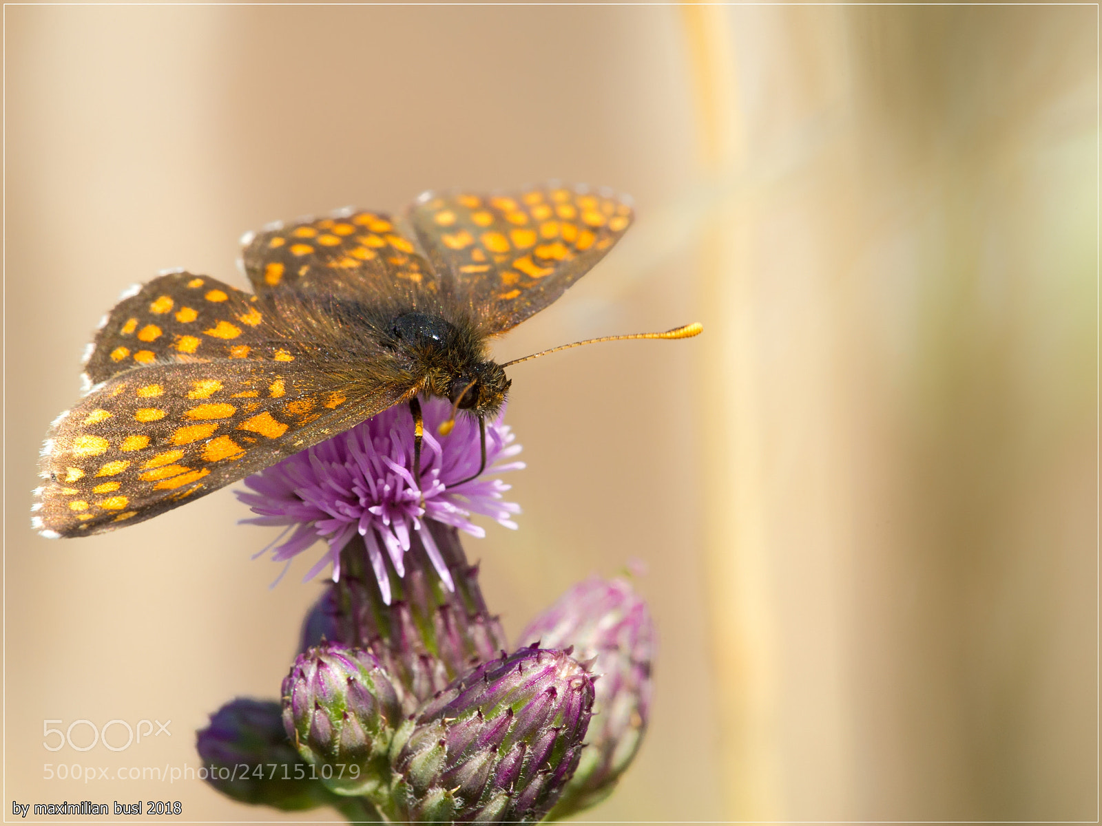 Nikon D3S sample photo. Just a snack photography