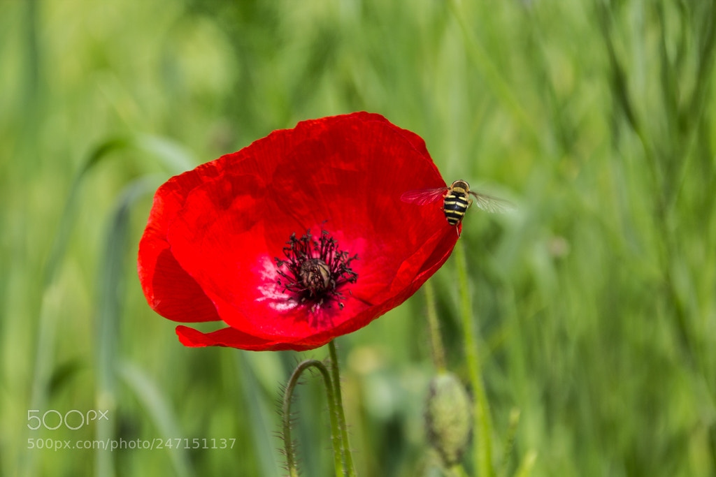Canon EOS 1200D (EOS Rebel T5 / EOS Kiss X70 / EOS Hi) sample photo. Lovely poppy flower photography