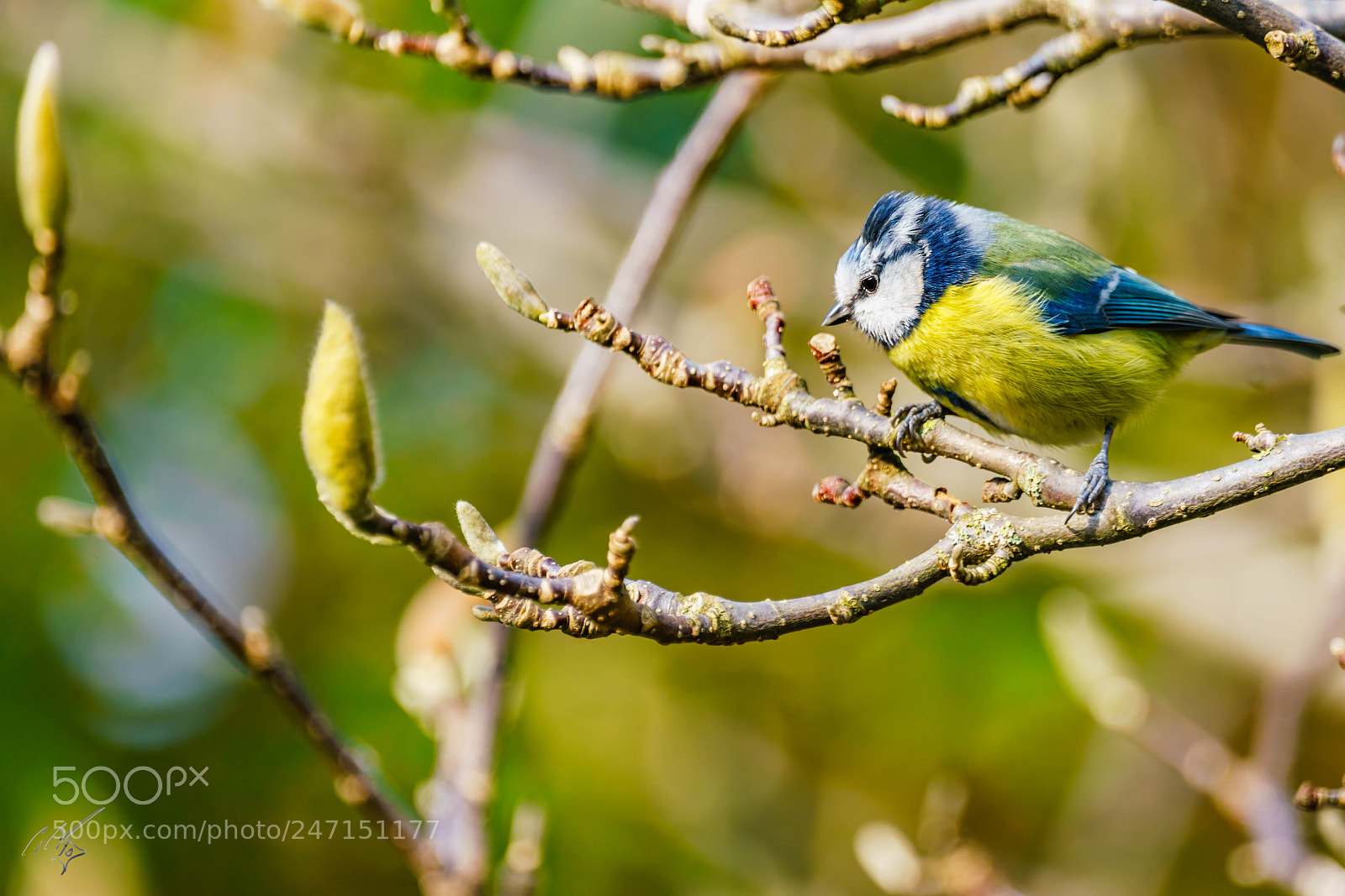 Sony a7R II sample photo. Blue tit photography