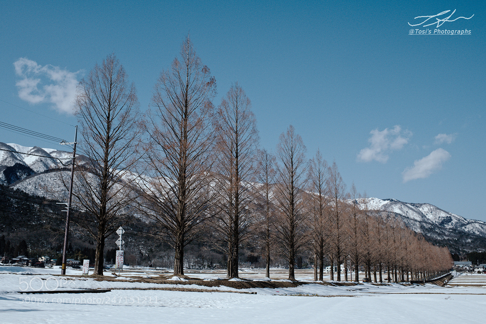 Nikon D850 sample photo. Tree-lined road & snow mountain* photography
