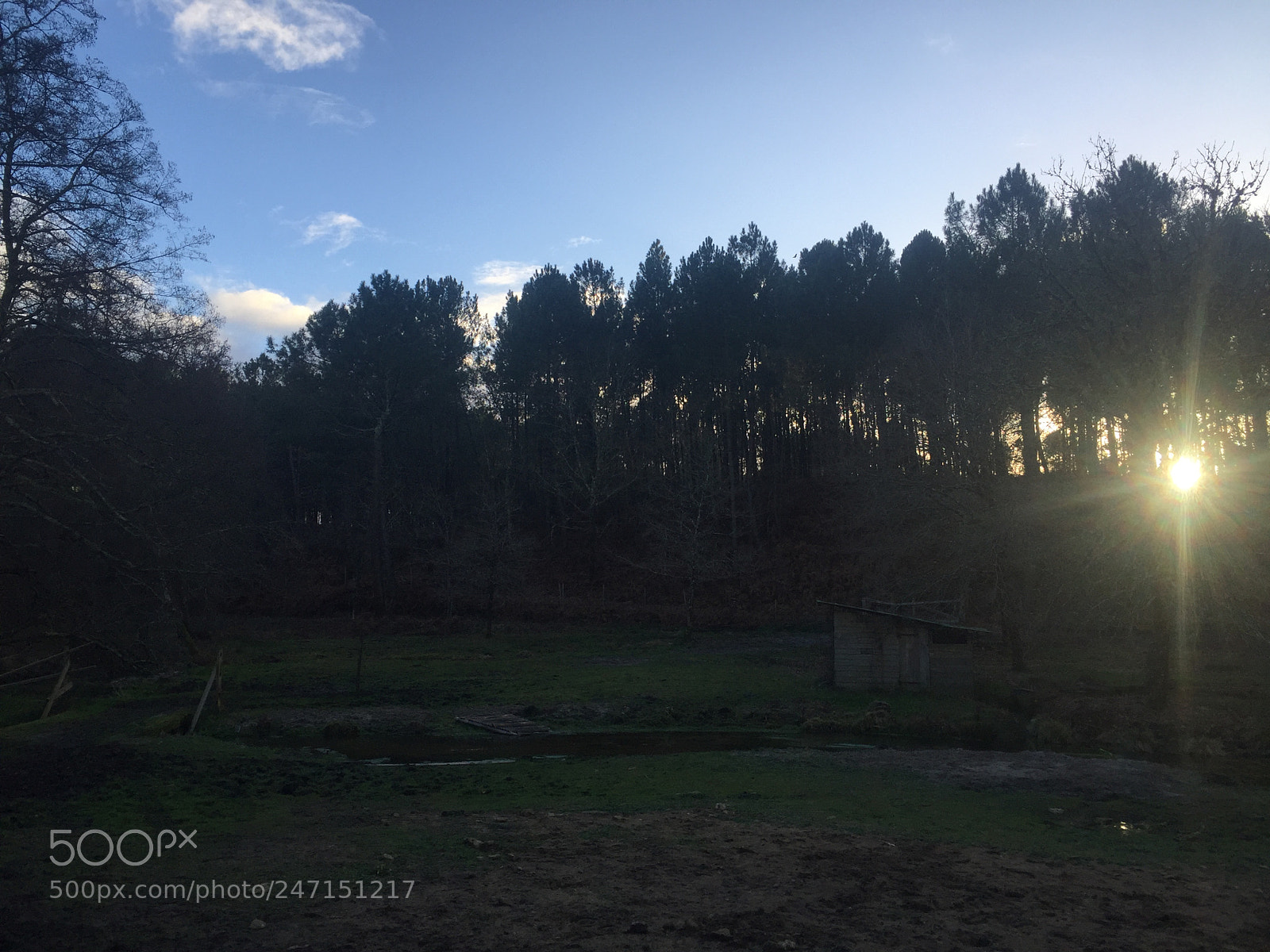 Apple iPhone 6 sample photo. #forest #land #sky #tree photography