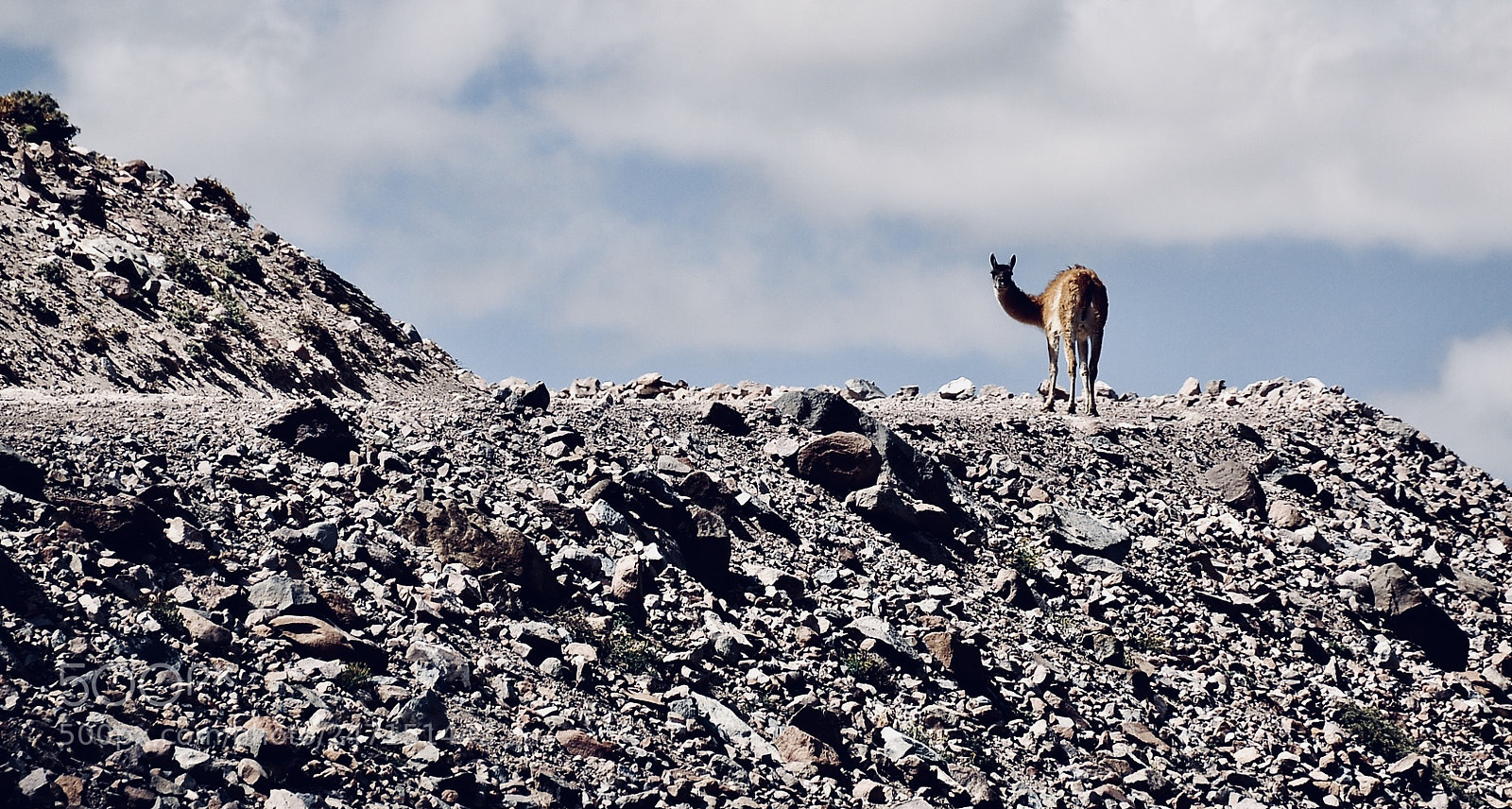 Nikon D90 sample photo. Guanaco photography