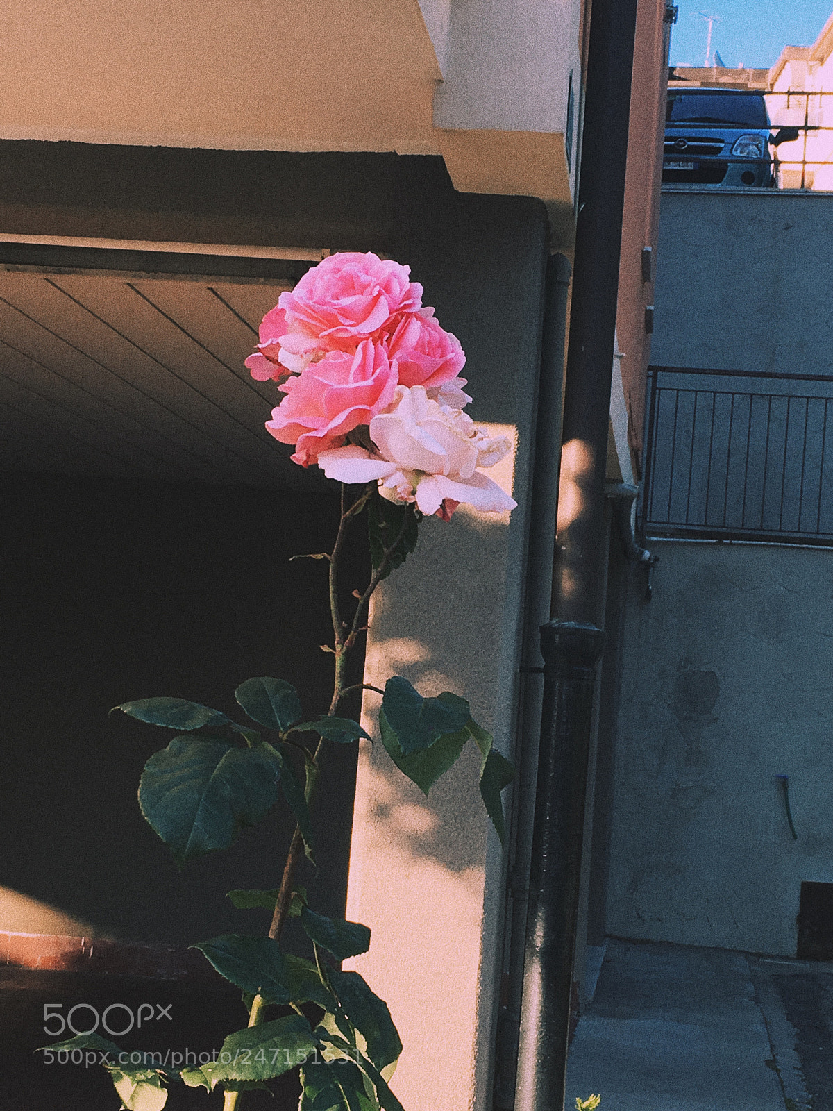 Apple iPhone 6s sample photo. Rose ? photography