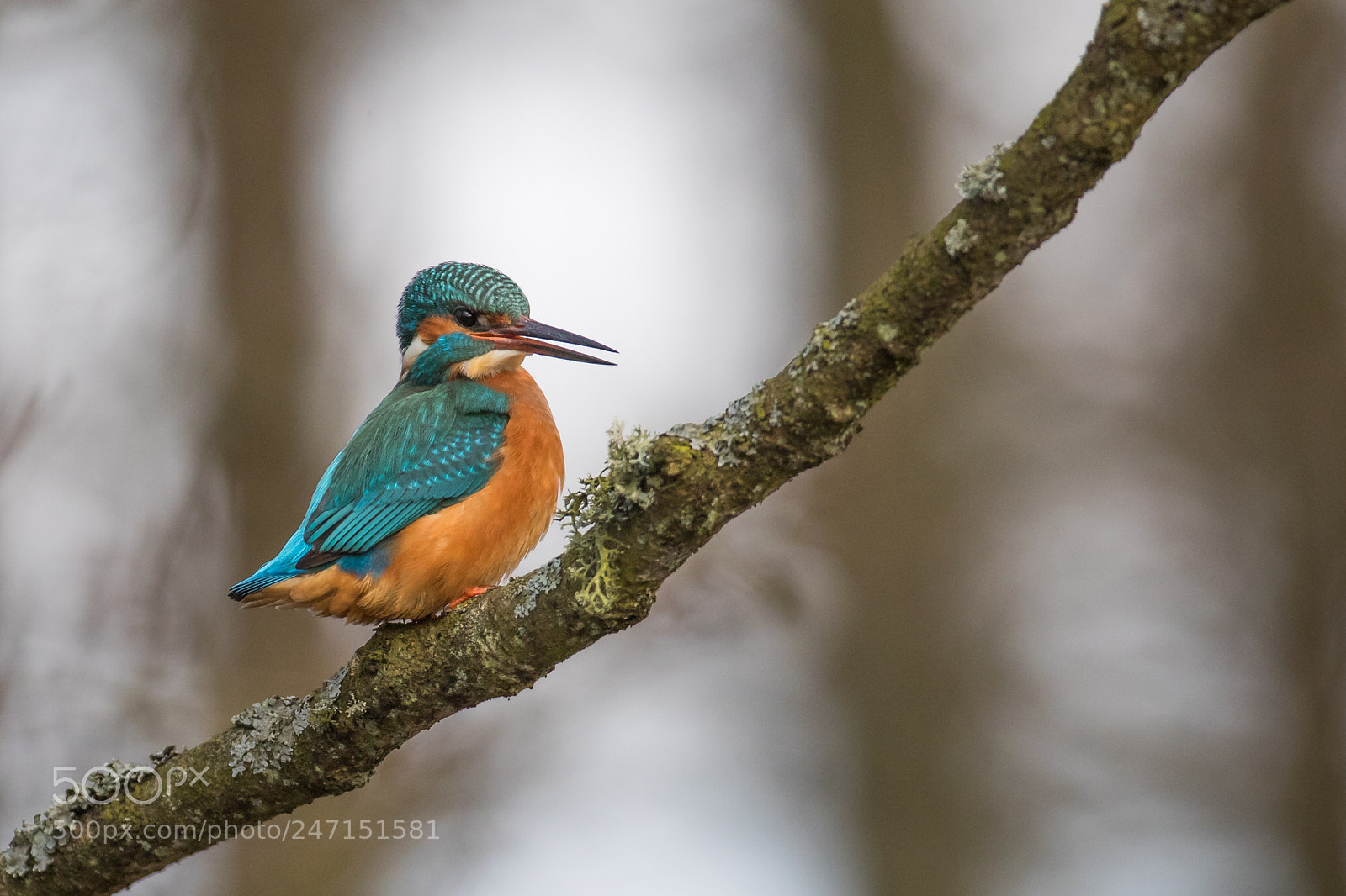 Canon EOS-1D X Mark II sample photo. Kingfisher photography
