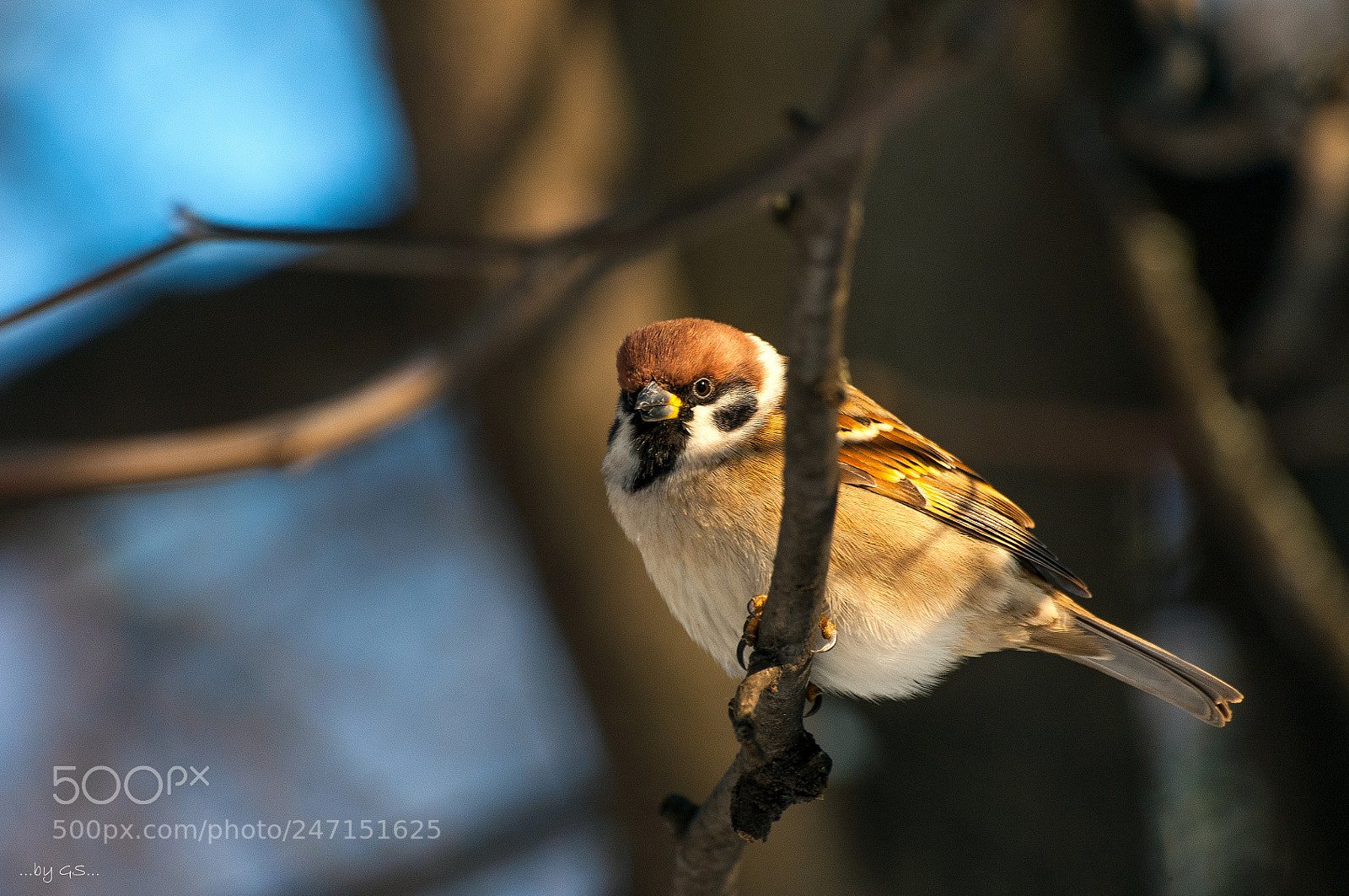Nikon D300S sample photo. тихим морозным днём photography