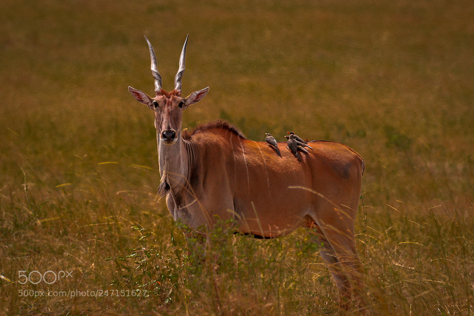 Canon EOS 7D Mark II sample photo. Very long horns photography