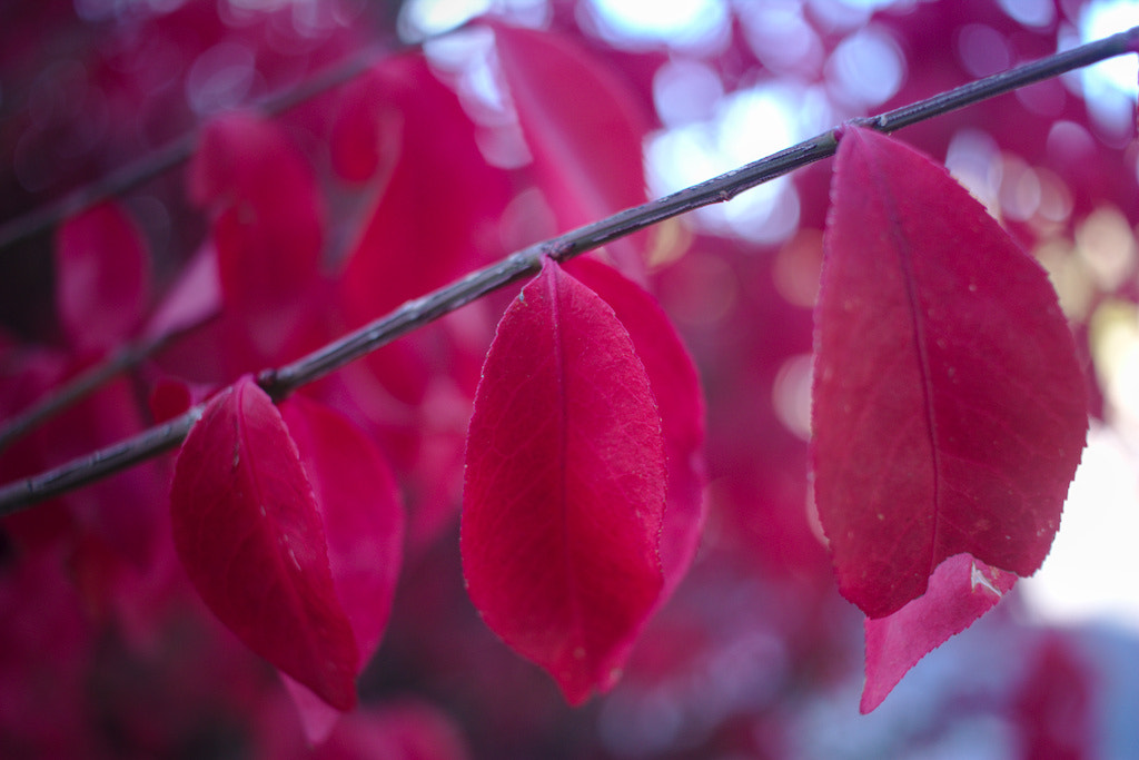 Canon EF-S 24mm F2.8 STM sample photo. Red leaves photography
