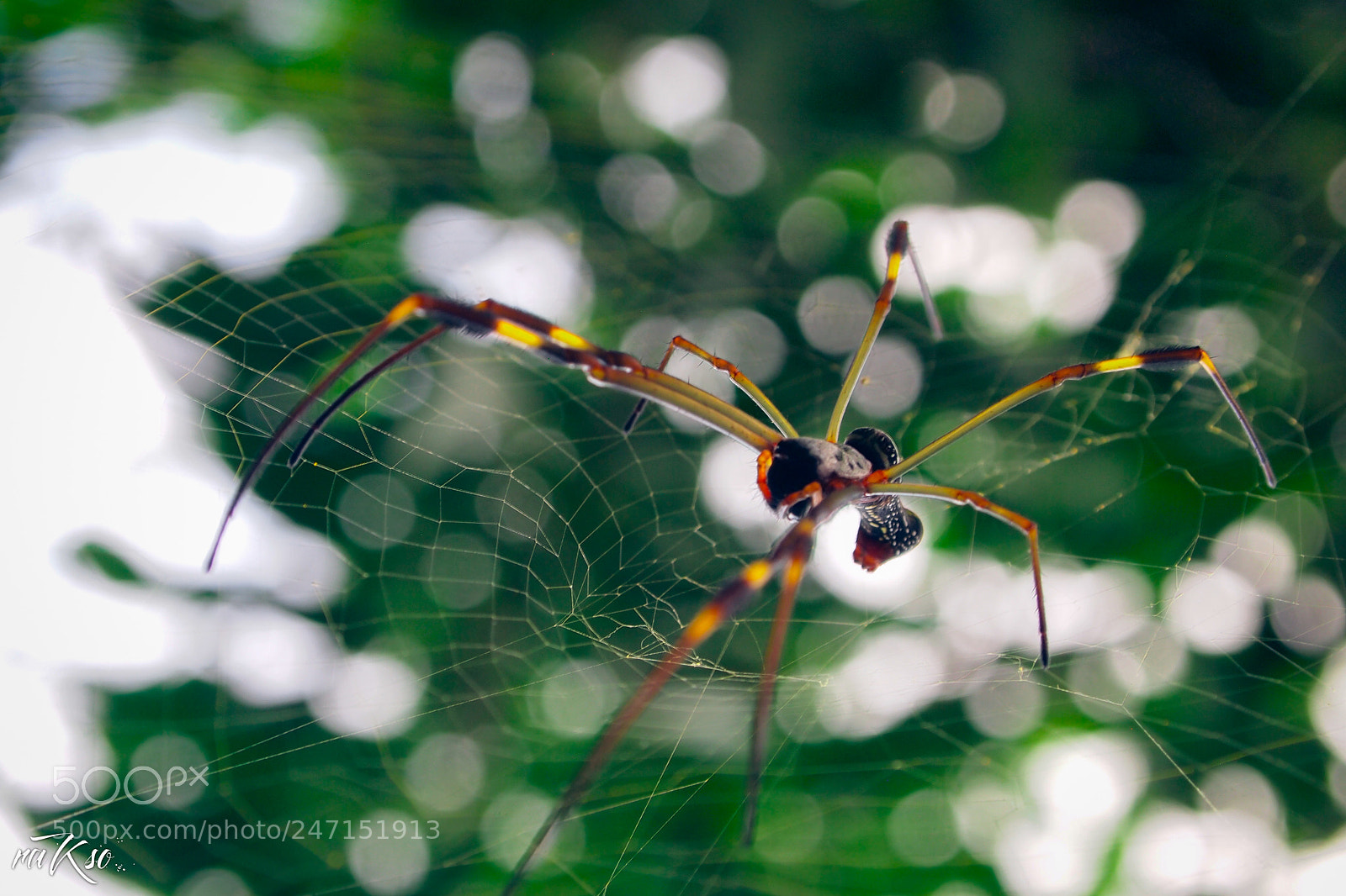 Olympus PEN E-PL1 sample photo. Spider photography