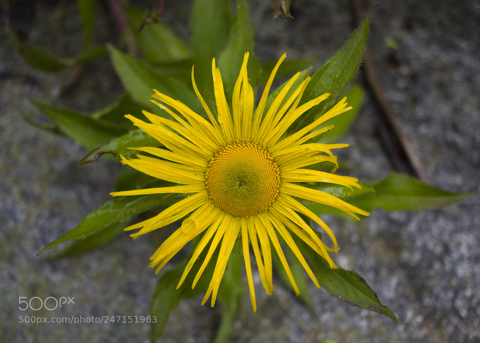Canon EOS 600D (Rebel EOS T3i / EOS Kiss X5) sample photo. Beautiful flower photography