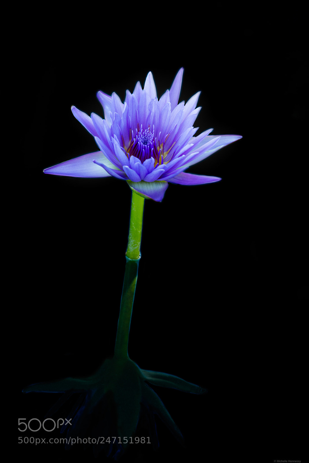 Nikon D800 sample photo. Water lily photography
