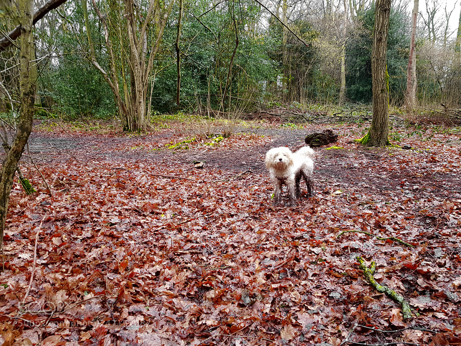 Samsung Galaxy S8 sample photo. Woodland walks photography