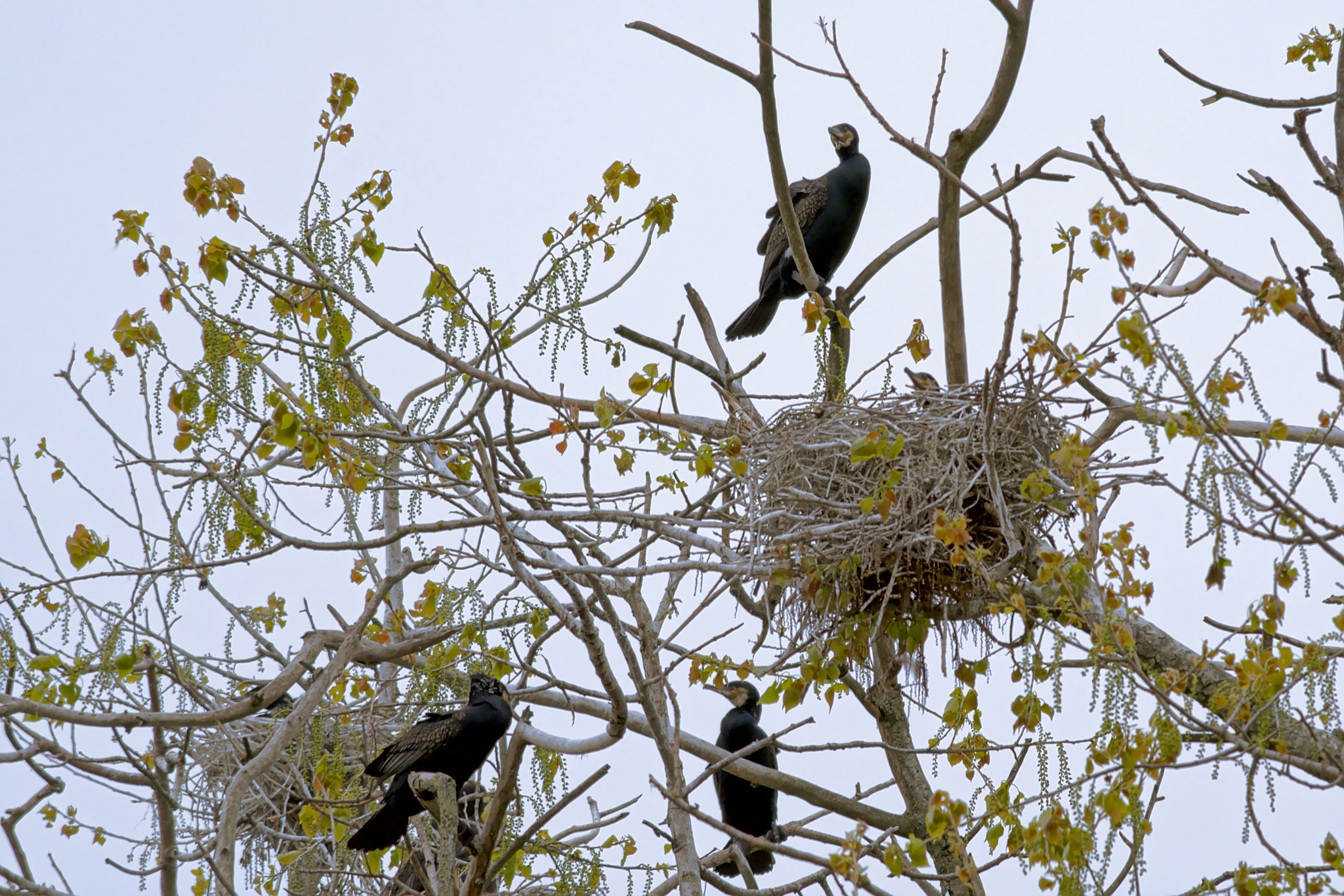Nikon D5200 sample photo. Cormorant nest photography