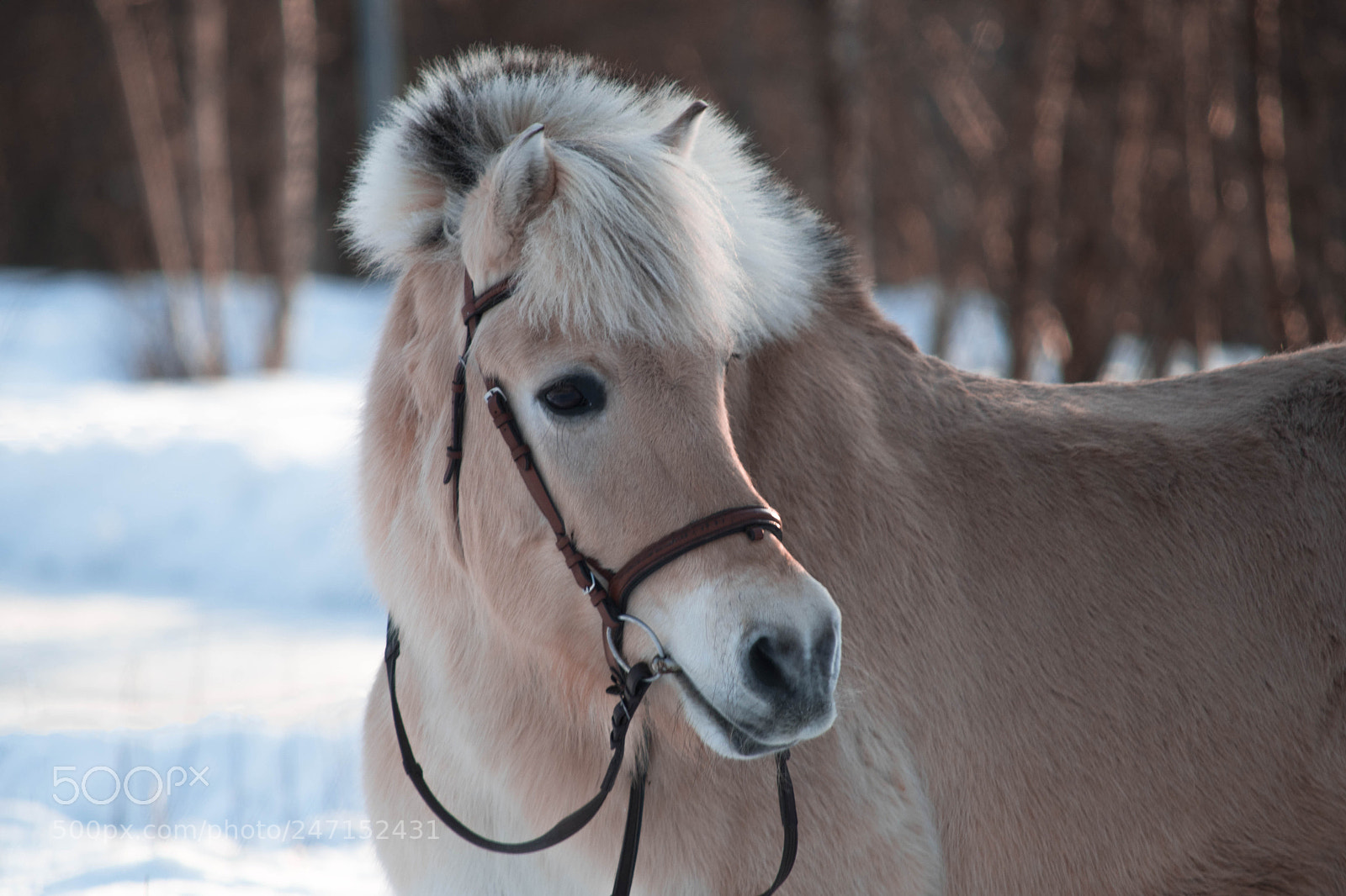 Nikon D7500 sample photo. Mattis photography