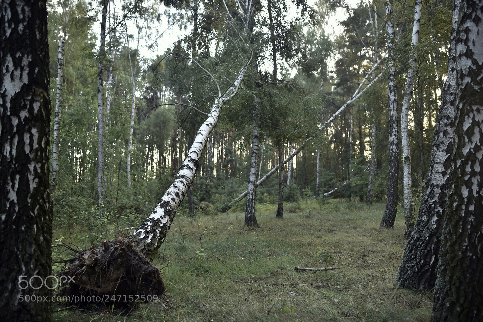 Nikon D750 + Sigma 35mm F1.4 DG HSM Art sample photo. Dsc photography