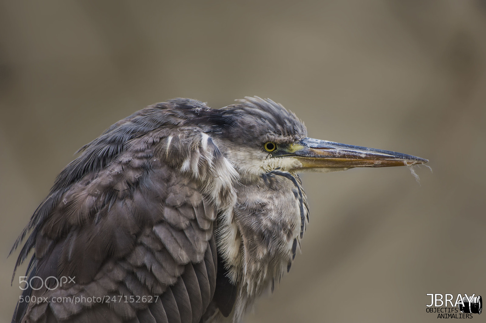 Nikon D7200 sample photo. Portrait heron photography