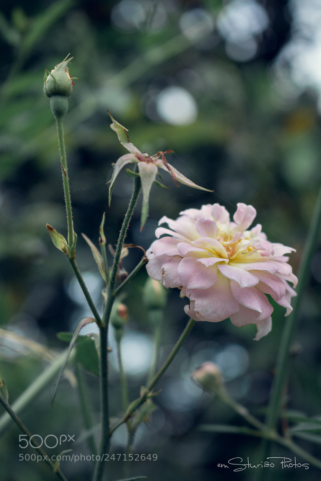 Canon EOS 750D (EOS Rebel T6i / EOS Kiss X8i) sample photo. Flor photography