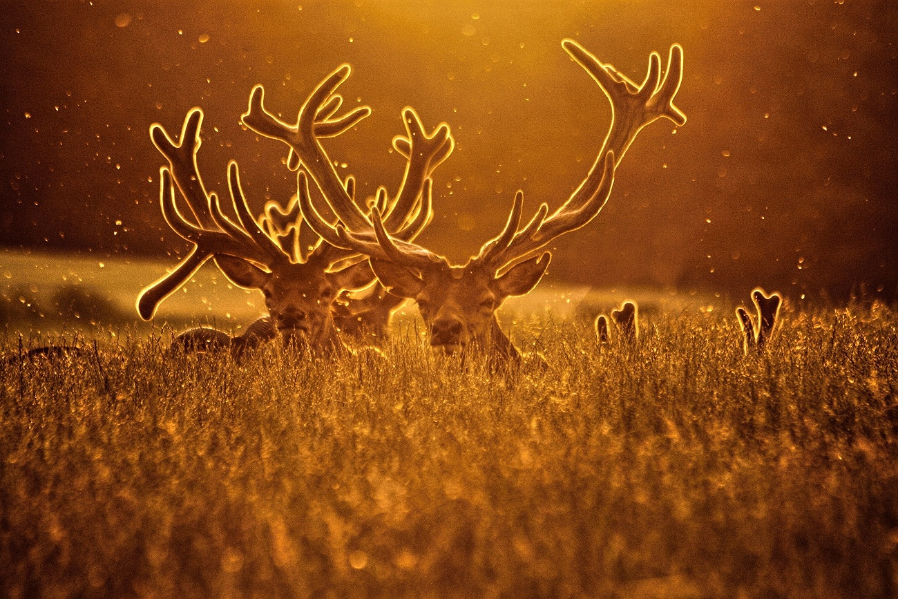 Canon EF 70-300mm F4-5.6 IS USM sample photo. Golden antlers photography
