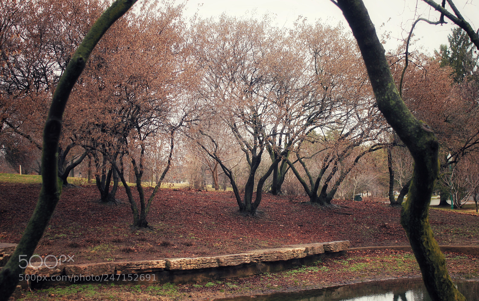 Canon EOS 500D (EOS Rebel T1i / EOS Kiss X3) sample photo. The mist photography