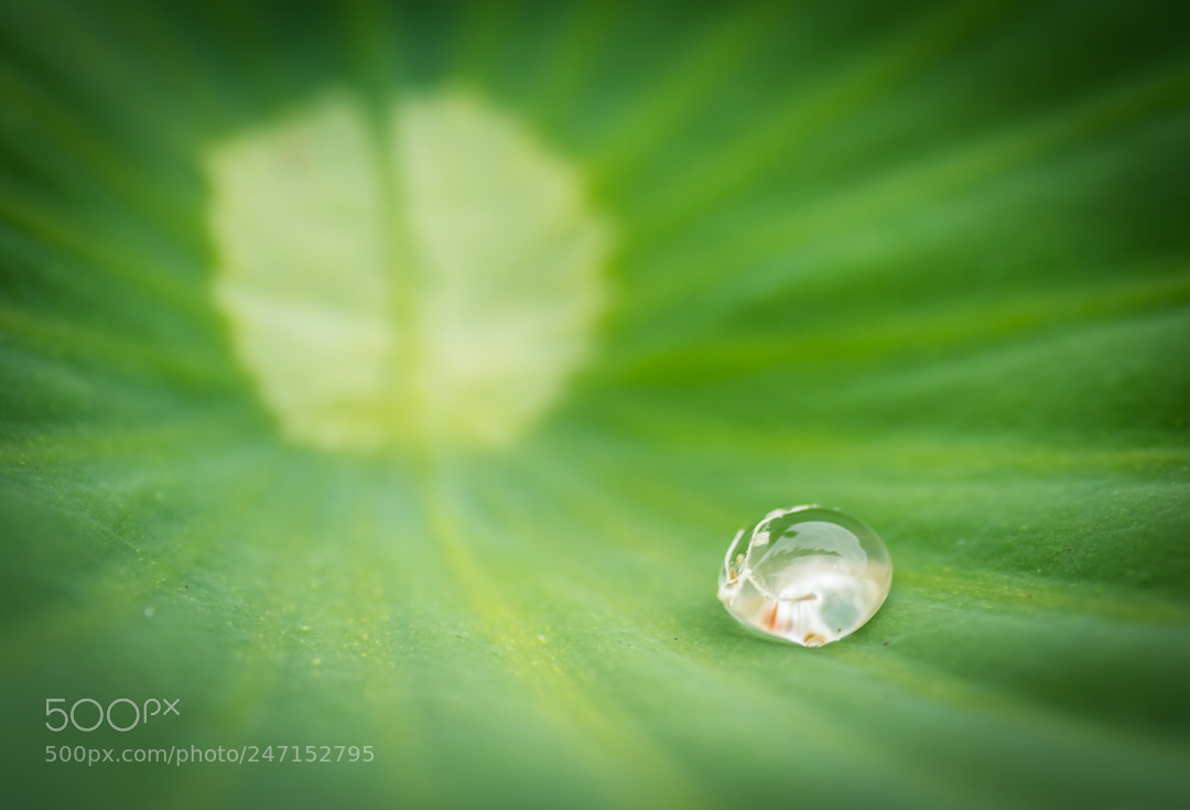 Nikon D3200 sample photo. One tiny drop photography