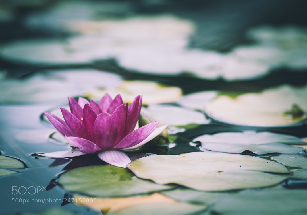 Nikon D3200 sample photo. Floating photography