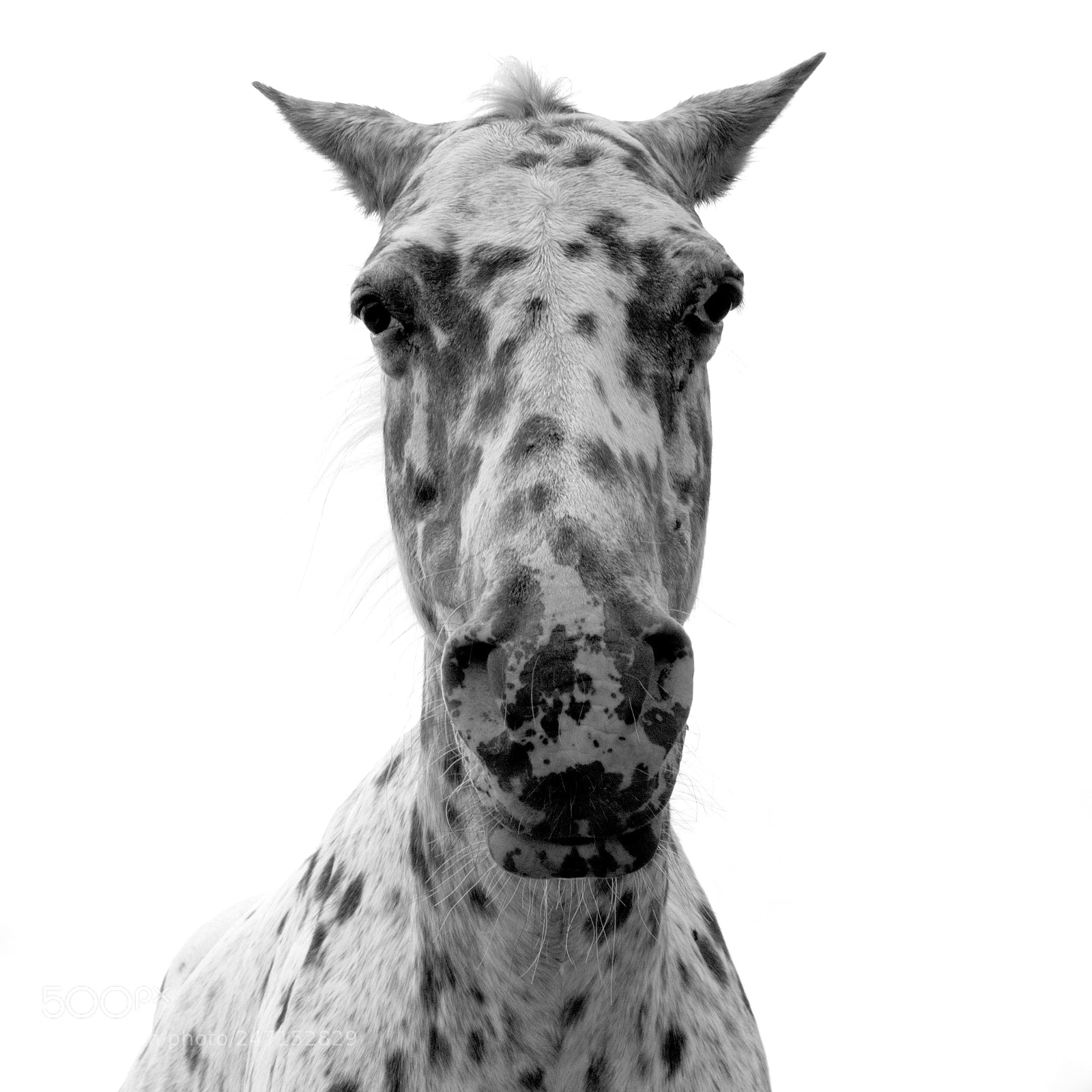 Olympus E-620 (EVOLT E-620) sample photo. Piebald photography