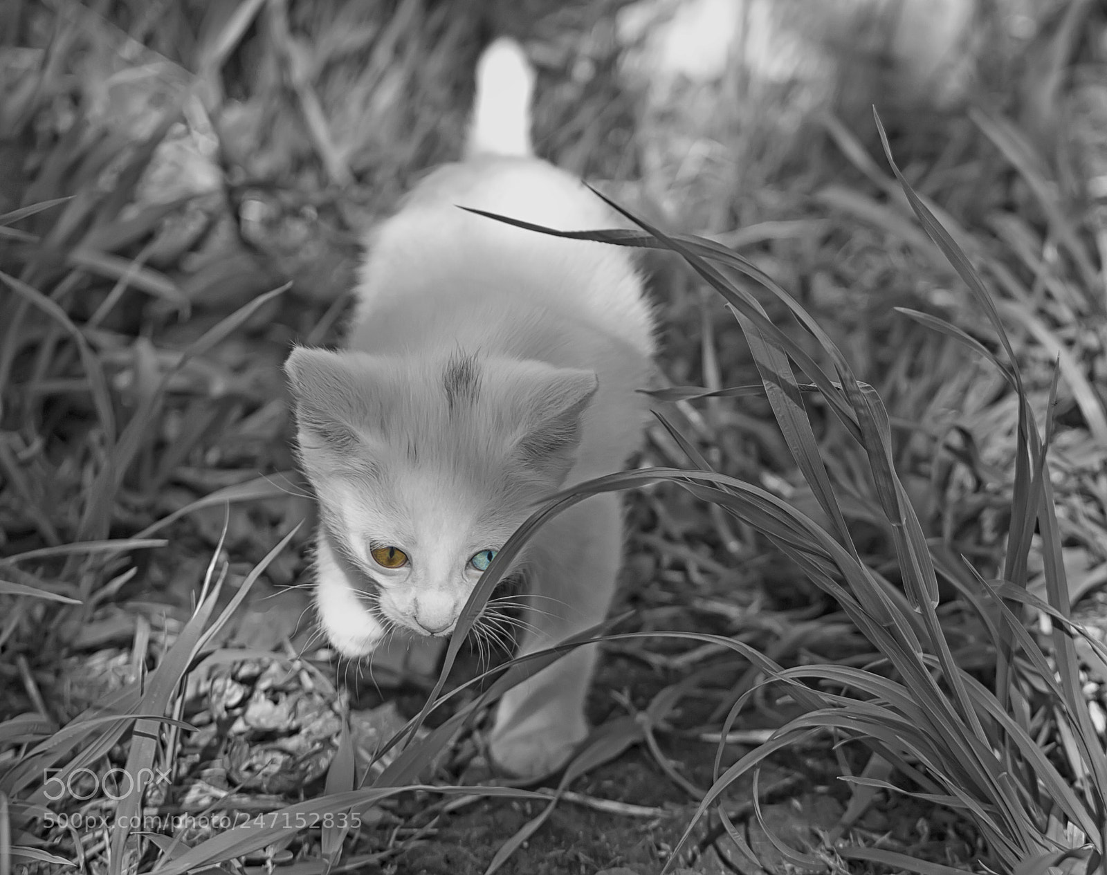 Canon EOS 60D sample photo. Kitten photography