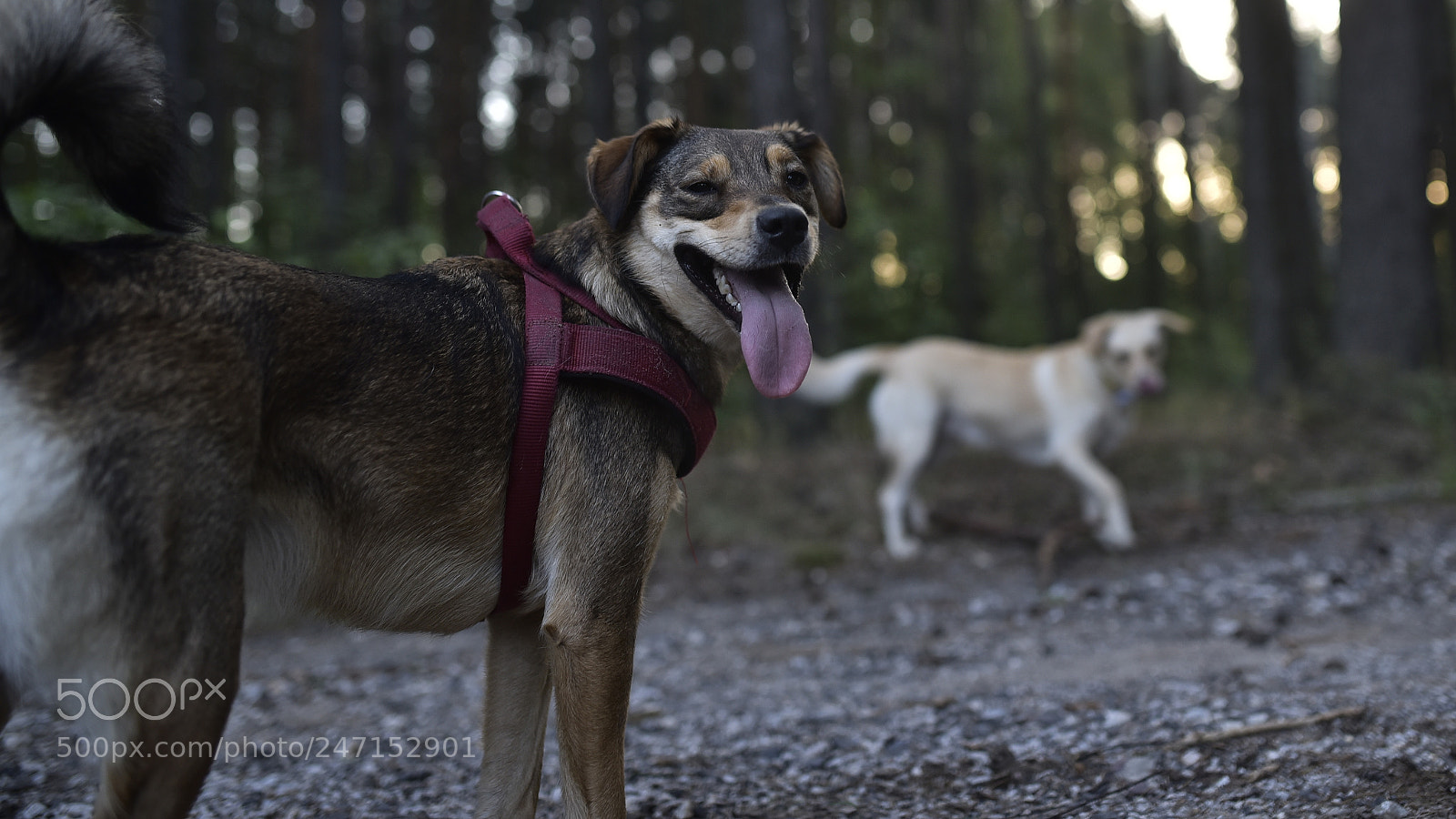 Sigma 35mm F1.4 DG HSM Art sample photo. Dsc photography