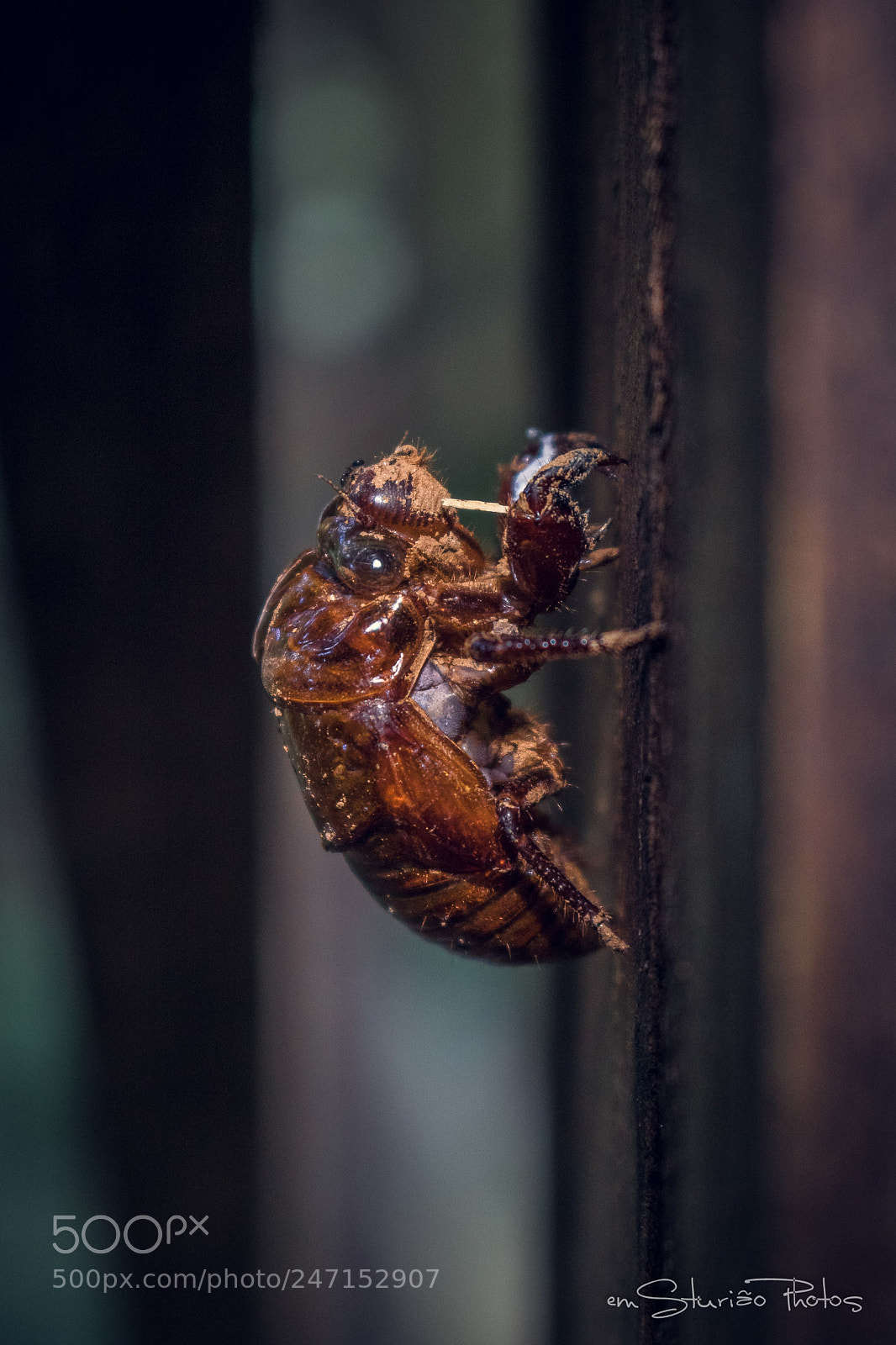 Canon EOS 750D (EOS Rebel T6i / EOS Kiss X8i) sample photo. Insect photography