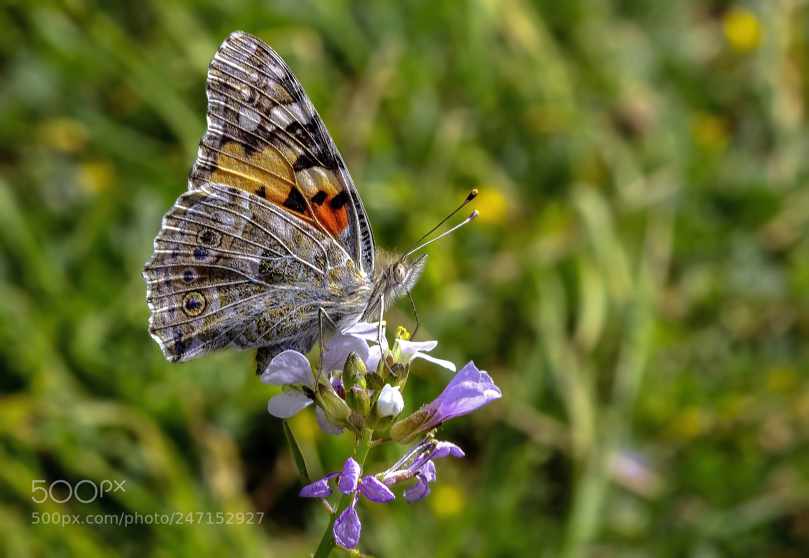 Canon EOS 600D (Rebel EOS T3i / EOS Kiss X5) sample photo. The painted lady butterfly photography