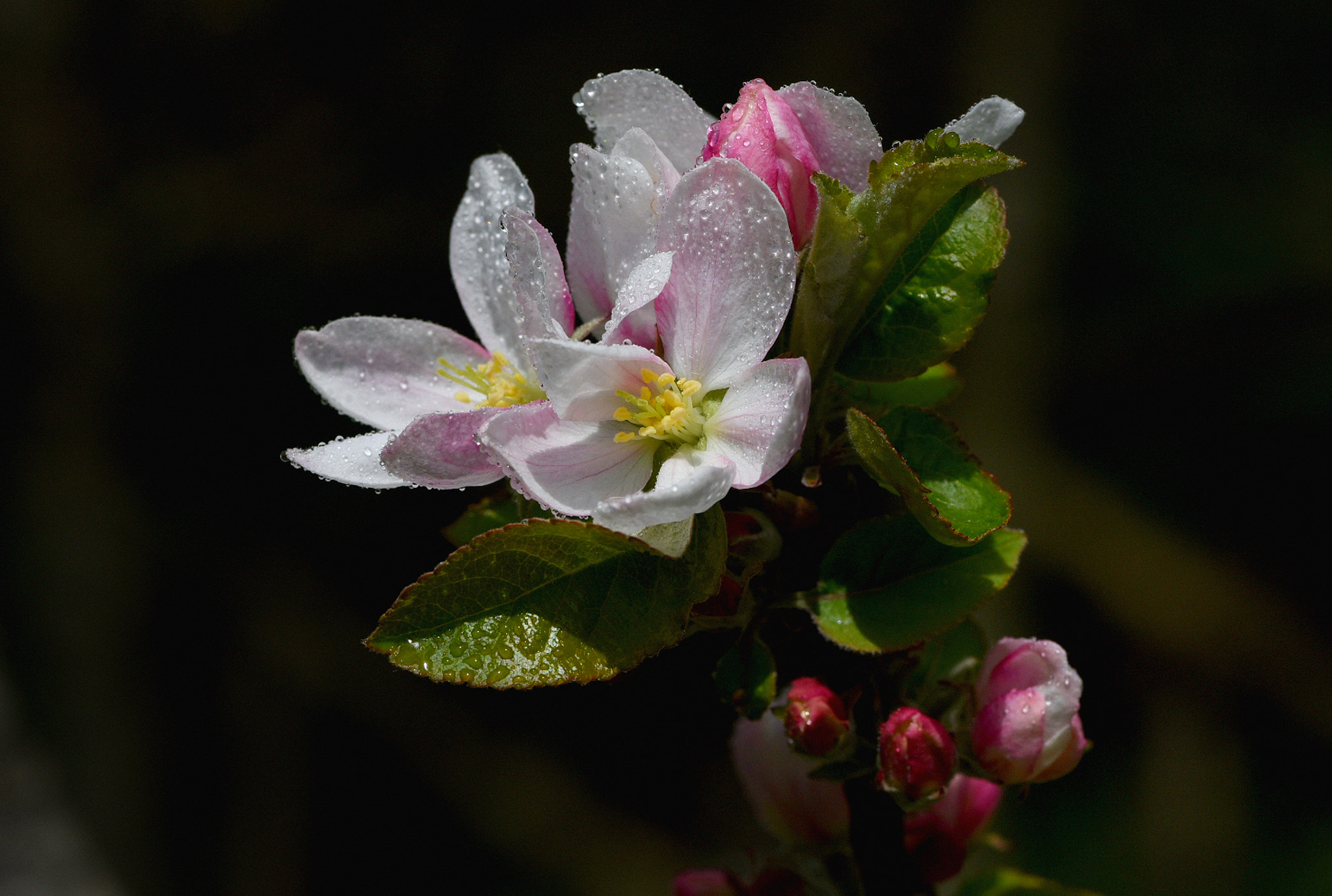 Nikon AF-S Micro-Nikkor 105mm F2.8G IF-ED VR sample photo. Bagnati dalla rugiada!! photography