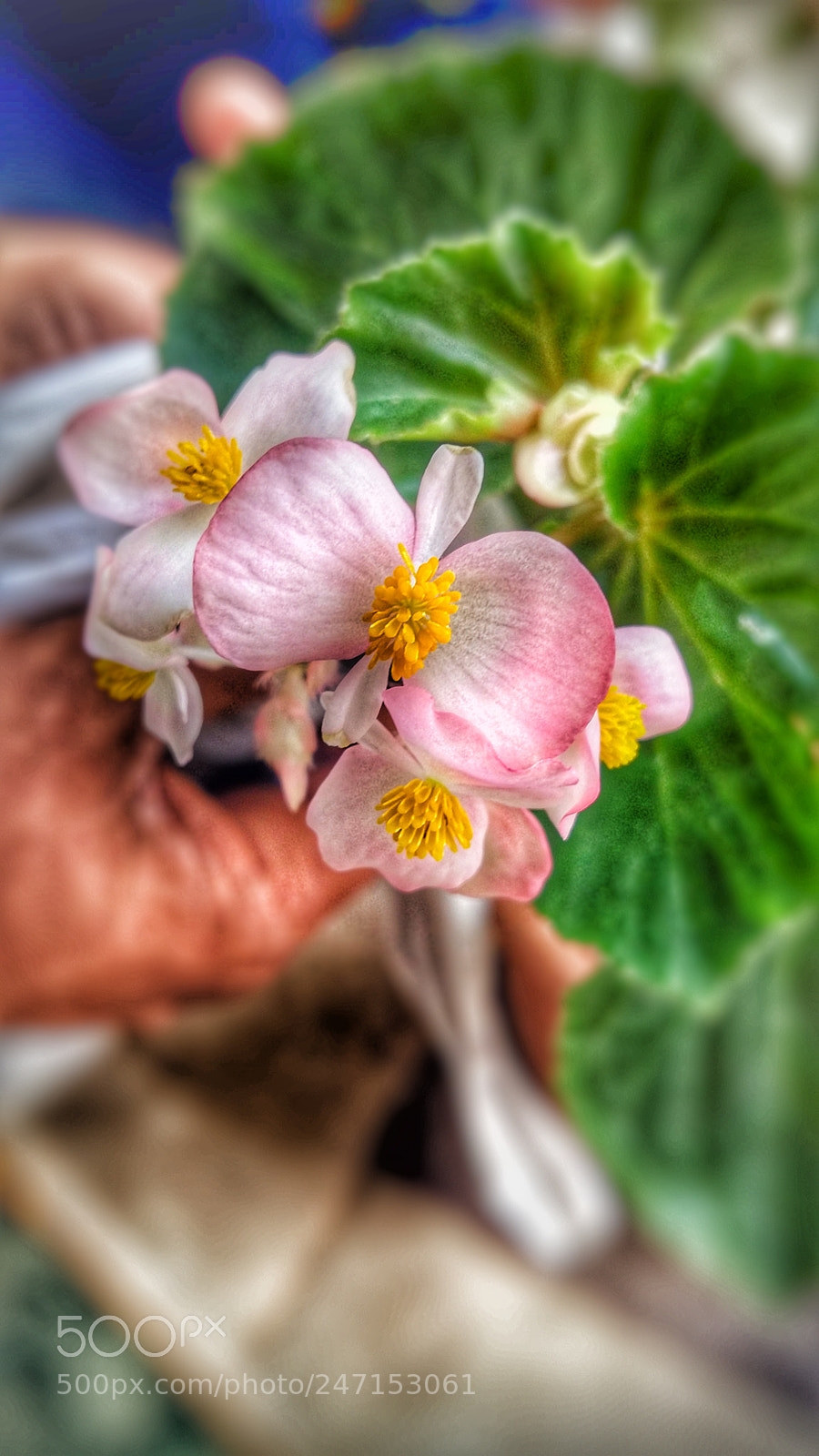 Samsung Galaxy A5 sample photo. Untitled photography