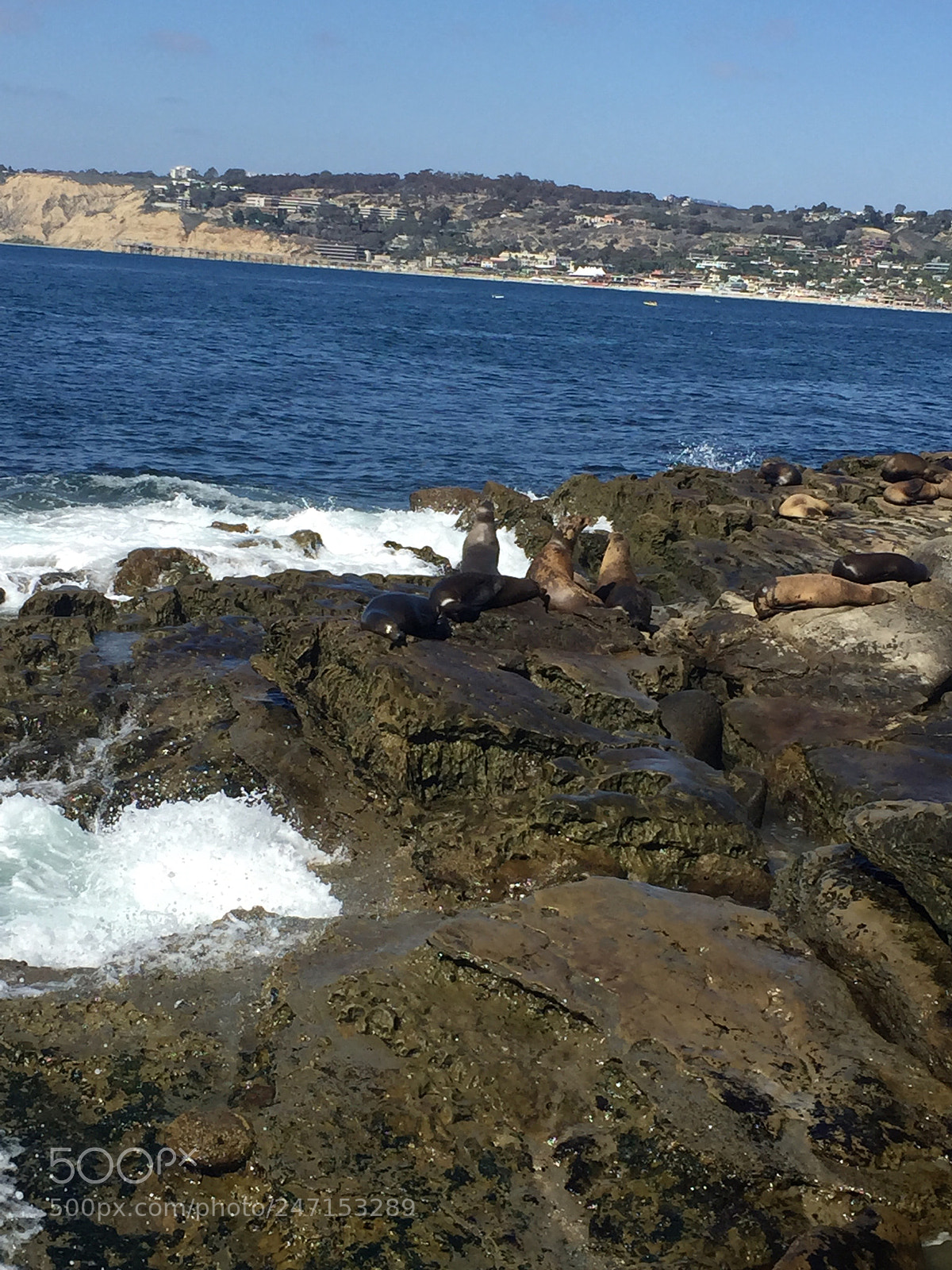 Apple iPhone 6 sample photo. California seals photography