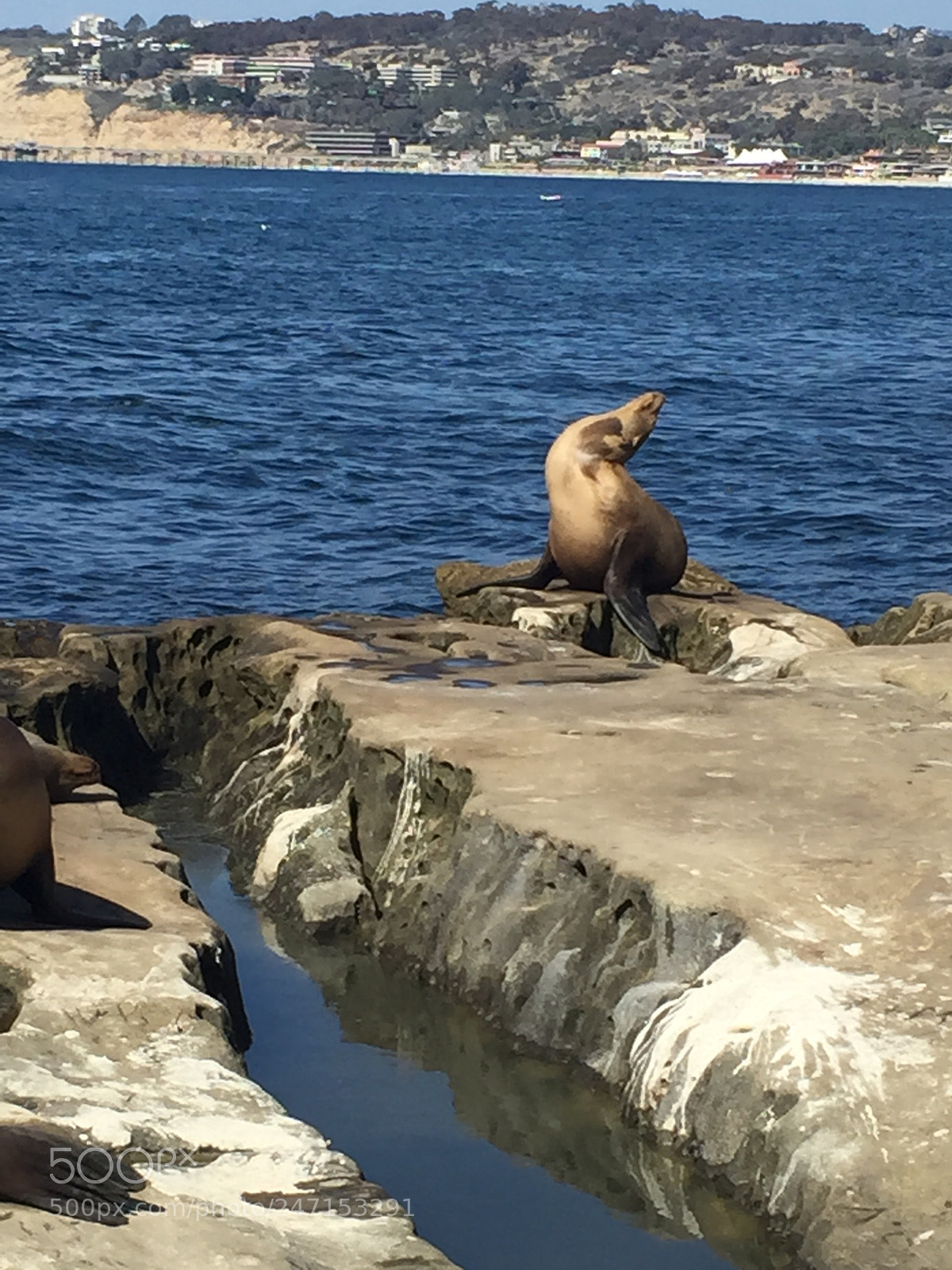 Apple iPhone 6 sample photo. California seals photography