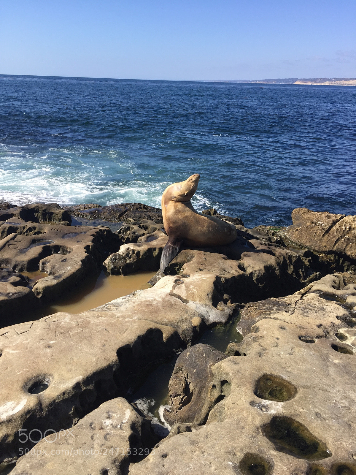 Apple iPhone 6 sample photo. California seals photography