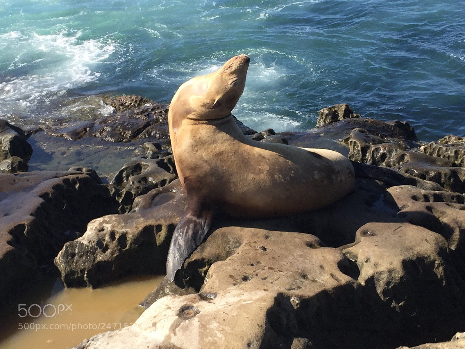 Apple iPhone 6 sample photo. California seals photography