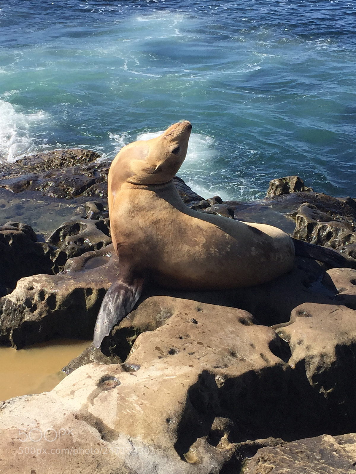 Apple iPhone 6 sample photo. California seals photography