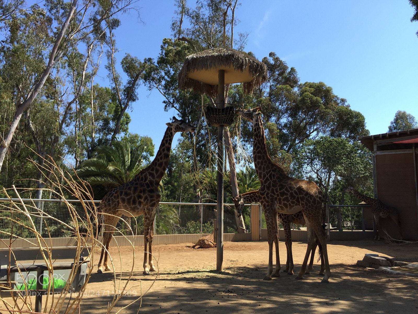 Apple iPhone 6 sample photo. California photography