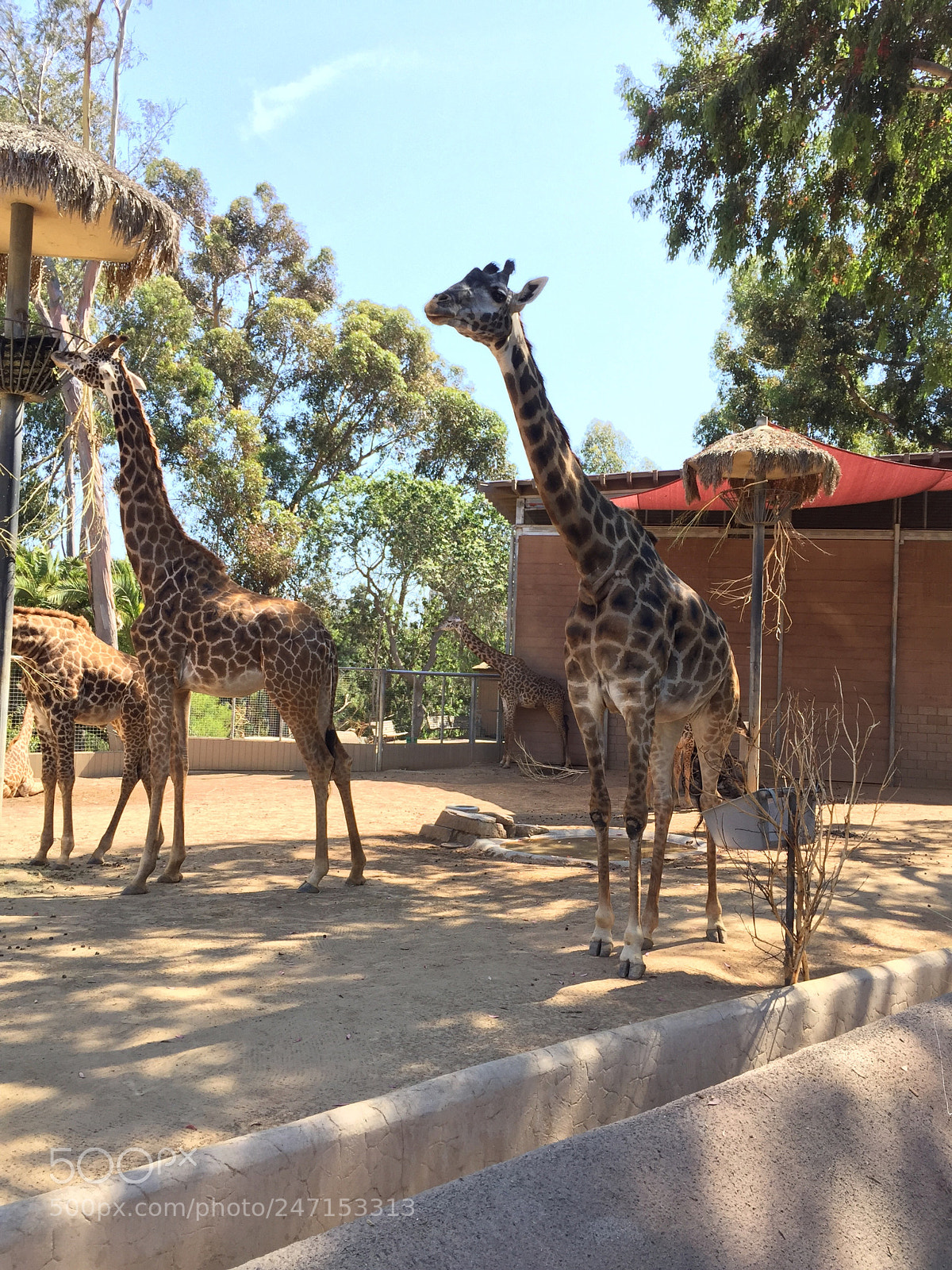 Apple iPhone 6 sample photo. California photography