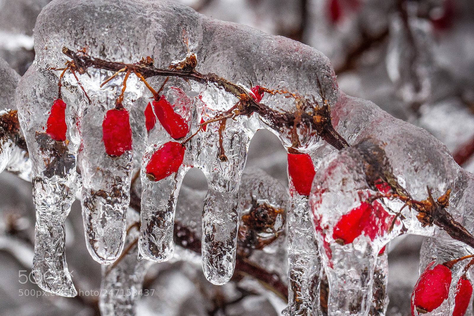 Canon EOS 60D sample photo. Frozen photography