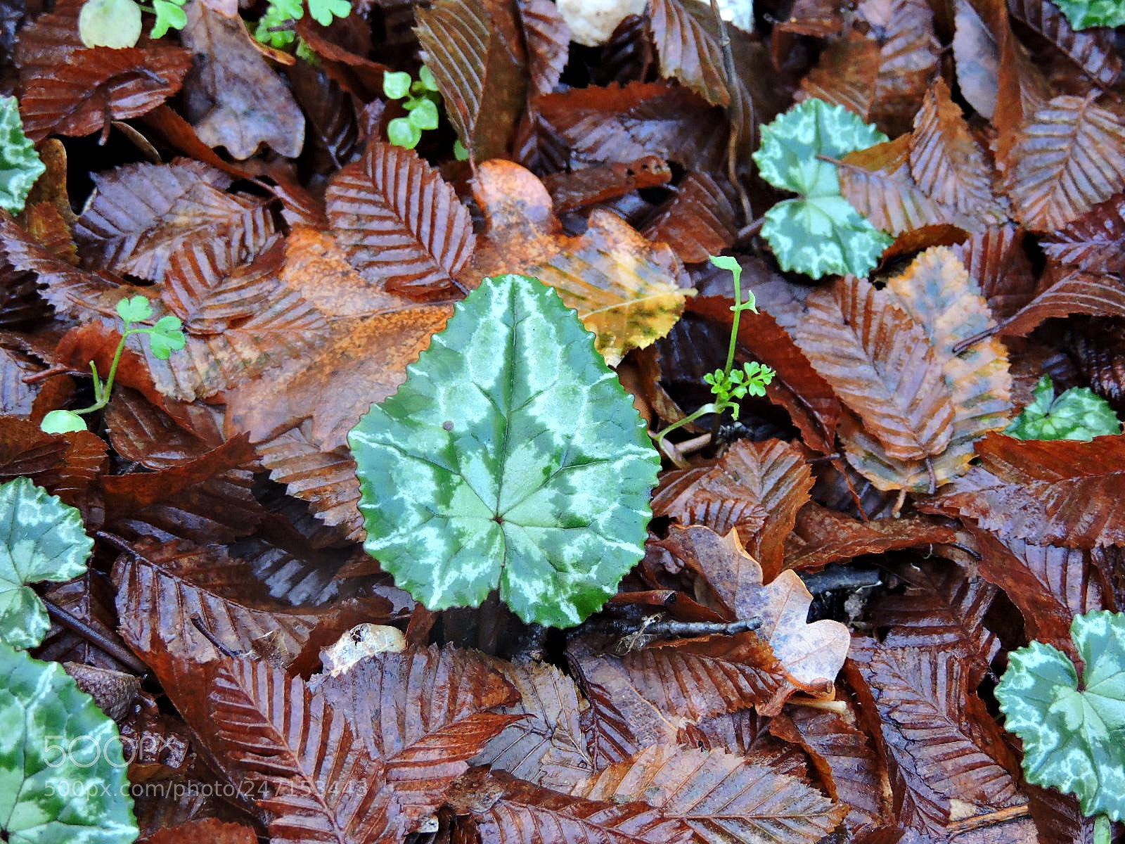 Nikon Coolpix P530 sample photo. Leaves photography