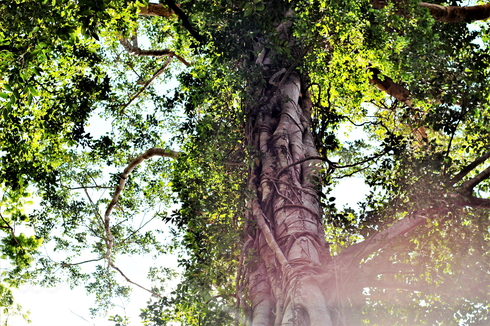 Canon EOS 100D (EOS Rebel SL1 / EOS Kiss X7) sample photo. Treetop photography