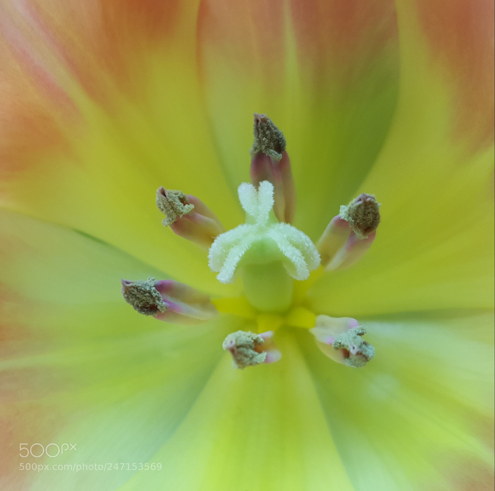 Samsung Galaxy S6 sample photo. Kaleidoscope tulip photography