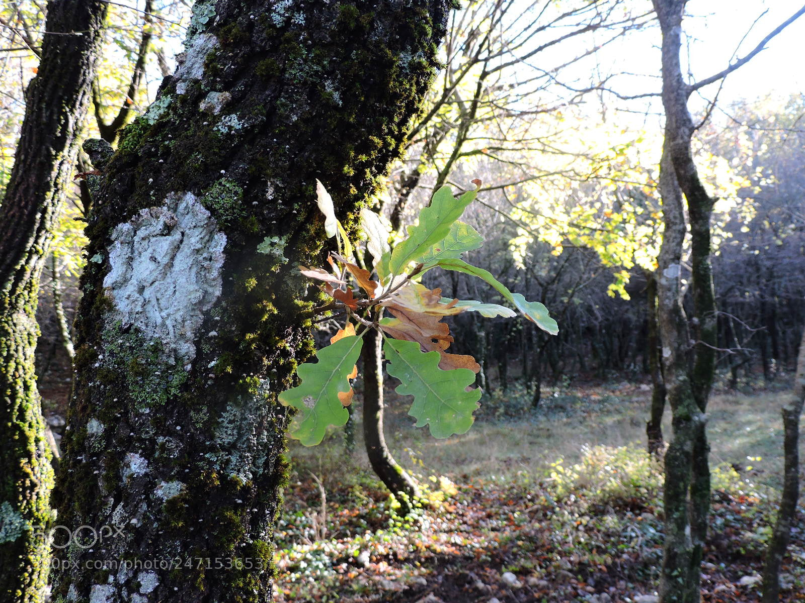 Nikon Coolpix P530 sample photo. Oak photography