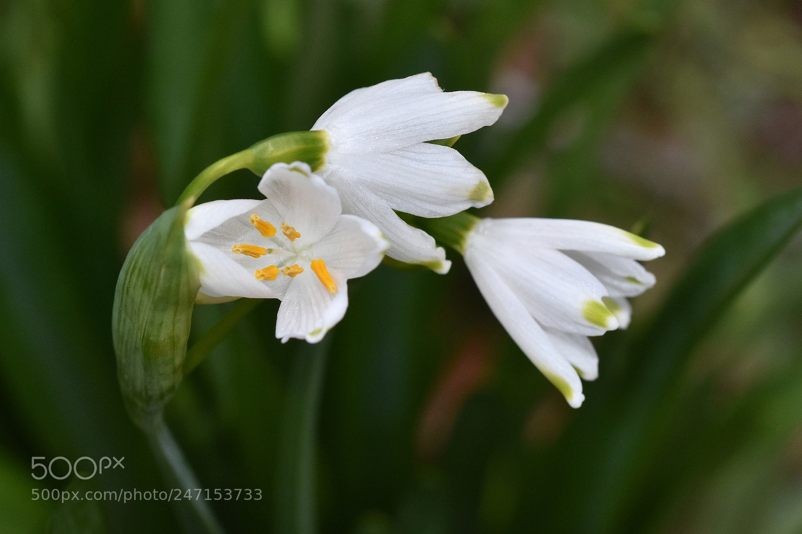 Nikon D7200 sample photo. Three snowdrops photography