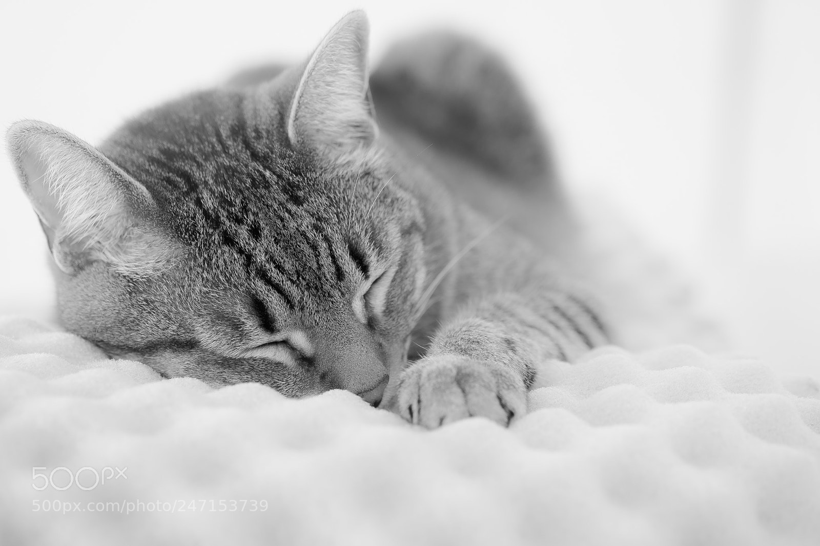 Fujifilm X-T2 sample photo. Cat dreaming photography